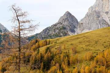 Autumn view of colorful alpine slopes with snowy peaks on the background