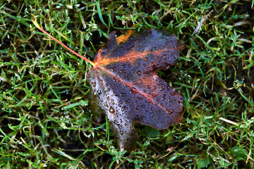 Autumn purple leaf on green grass