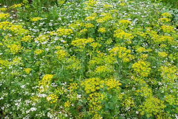 Thickets of dill and cilantro in a village garden.