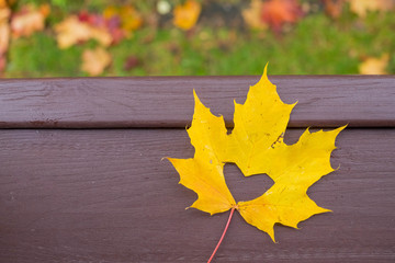 Autumn yellow one maple leaf with shape of heart on wooden Background. copy space. Flat lay, Top view. I love autumn, october.Autumn concept. Maple yellow leaf