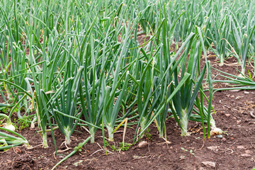 Growing onions in the garden. Green stalks of onions.