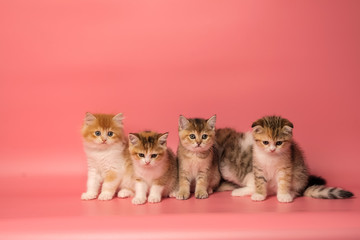 Many British Shorthair Cat funny