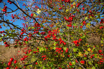 Fototapeta premium Bush of wild rosehip with bright red fruits and green leaves in sunny summer day