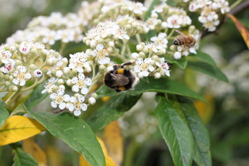 bee on flower