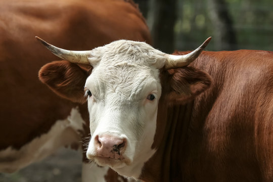 Portr&auml;t einer Kuh, Hausrind, Bos taurus