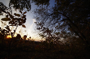 sunset in the forest