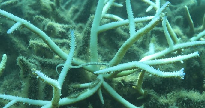Lone pipefish in Airport Reef, slow motion close up