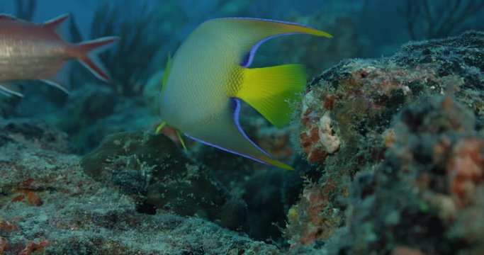 Tropical angelfish in reef, slow motion