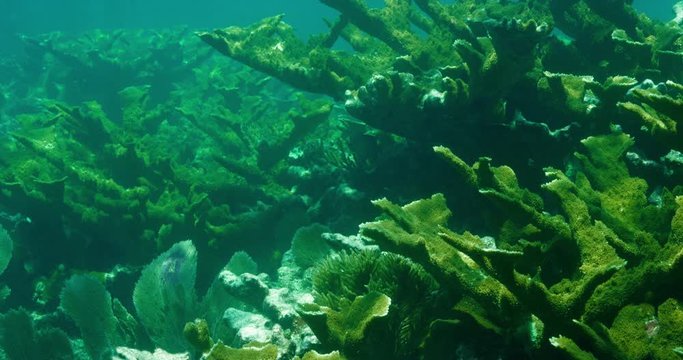 Slow motion, blade fire coral