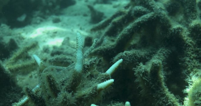 Pair of pipefish in Airport Reef, slow motion close up