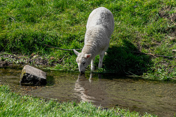 Naklejka na ściany i meble Lamb drinking fresh water from river stream