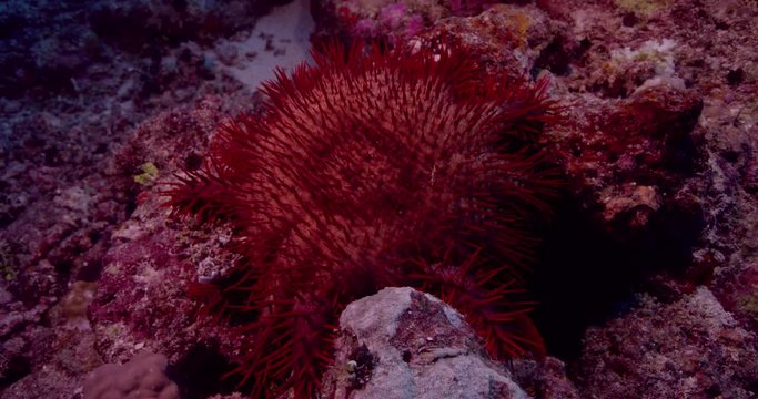 Slow motion, crown of thorns starfish