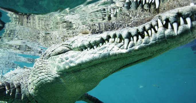Close up, crocodile in Australia