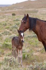 Obraz premium Wild Horse Mare and Foal in the Utah Desert in Spring