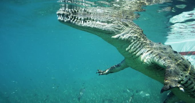 Slow motion, crocodile swims near boat