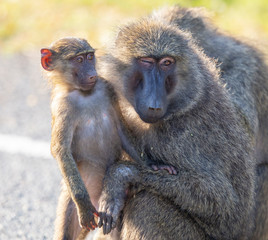 Fototapeta premium Baboon Mother and Baby