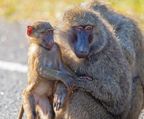 Uganda Baboon Mother and Baby