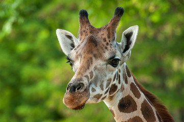 Closeup Porträt einer Giraffe 
