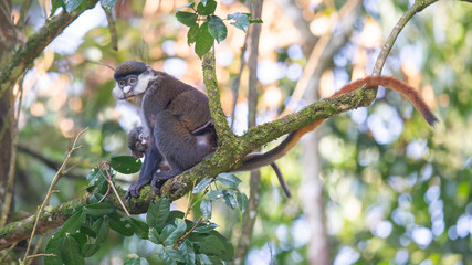 Red Tailed Monkey and baby