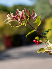 Blüte und Frucht eines Geißblatt freigestellt in der Seitenansicht