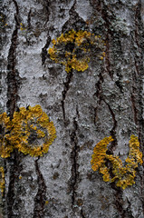 autumn bark of tree texture