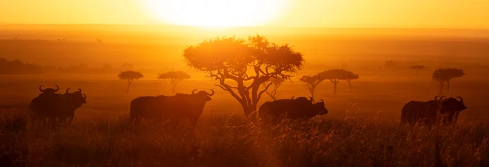 Plexiglas foto achterwand Masai Mara Buffalo Zonsopgang © kevin