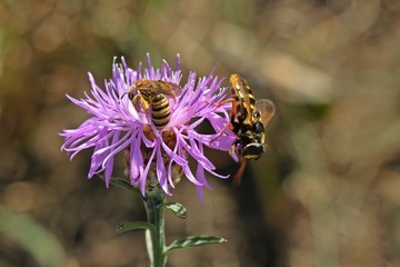 Gelbbindige Furchenbiene (Halictus scabiosae) und Gelbband-Torfschwebfliege (Sericomyia silentis) auf Wiesen-Flockenblume (Centaurea jacea)