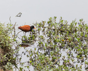 A bird with big feet walking over water plants