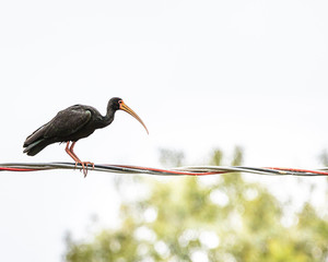 A young ibis trying to keep balance crossing a power line