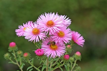 Obraz premium Honigbiene auf rosa Herbstaster