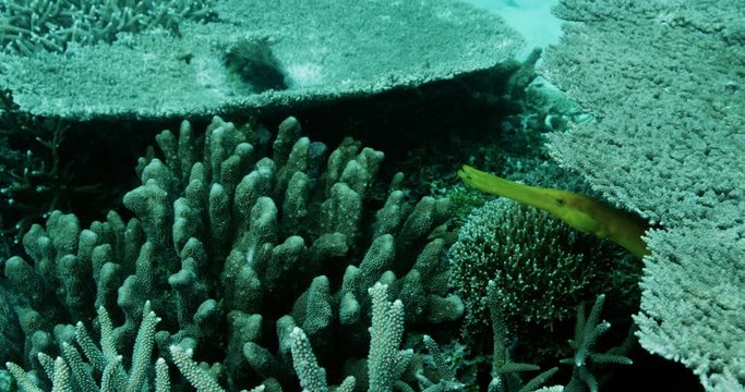 Yellow pipefish swims over bleached coral reef