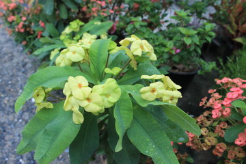 flowers in the garden