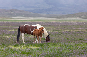 Fototapeta na wymiar Wild Horse Mare and Foal in the Utah Desert in Spring