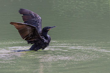 A lone cormorant drying its wings