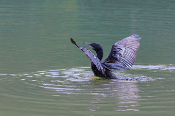 A lone cormorant drying its wings