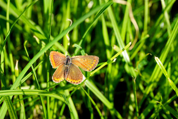 A Lycaena tityrus butterfly in the grass