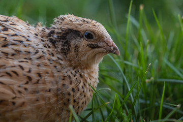 Wachtel auf der Wiese