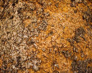 Close up view of beech bark texture