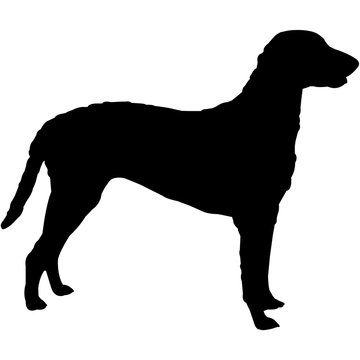 Curly-Coated Retriever  Silhouette Vector