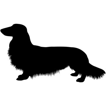 Download Dachshund Longhaired Silhouette Vector Stock Vector Adobe Stock