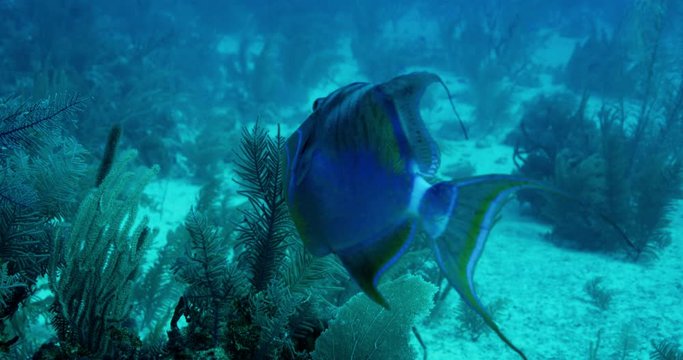 Colorful trigger fish swims past scuba divers, slow motion
