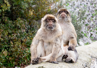 Haughty Macaque