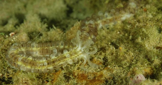 Slow motion close up, tropical sea worm