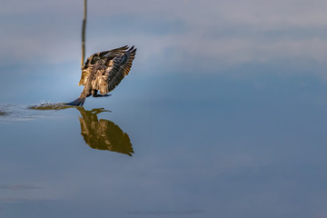 A cormorant landing over the clouds