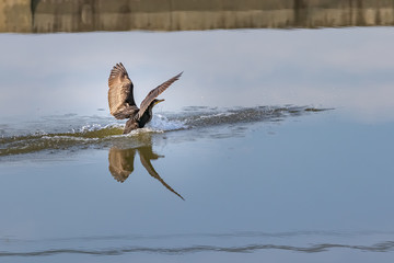 A cormorant landing over the clouds