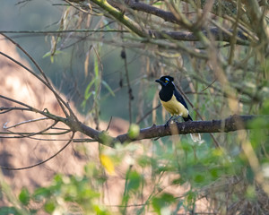 A curious bird sitting on a branch
