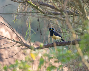 A curious bird sitting on a branch
