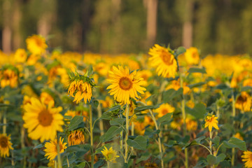 Sonnenblumen Feld
