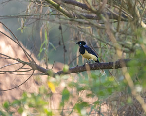 A curious bird sitting on a branch