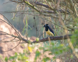 A curious bird sitting on a branch